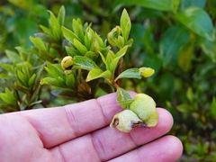 Exobasidium japonicum