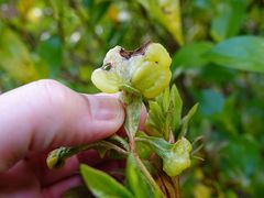 Exobasidium japonicum