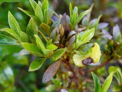 Exobasidium japonicum