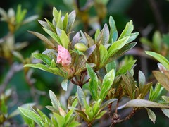 Exobasidium japonicum