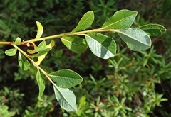 Salix fuscescens