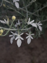 Teucrium racemosum