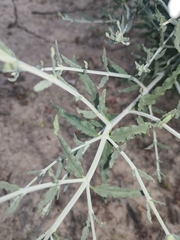 Teucrium racemosum