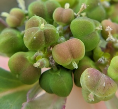 Euphorbia davidii