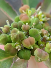 Euphorbia davidii