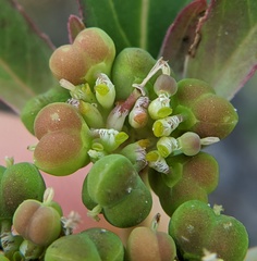 Euphorbia davidii