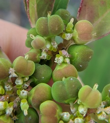 Euphorbia davidii