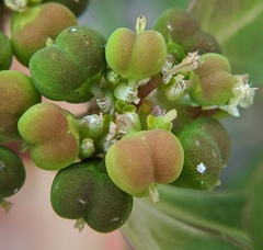 Euphorbia davidii