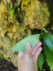 Gesneria pedunculosa