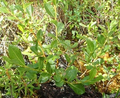 Salix fuscescens