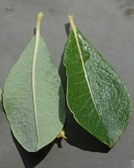 Salix fuscescens