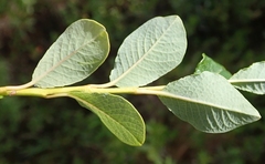 Salix fuscescens