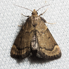 Hypsopygia phoezalis