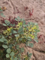 Melilotus messanensis