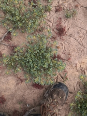 Melilotus messanensis