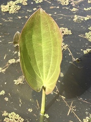 Echinodorus grandiflorus