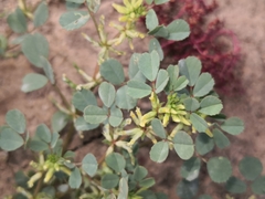 Melilotus messanensis