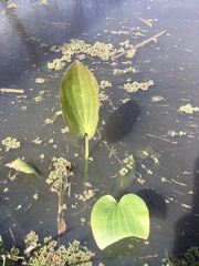 Echinodorus grandiflorus