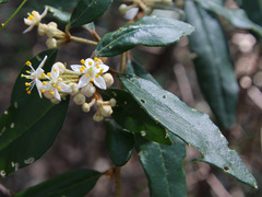 Asterolasia correifolia