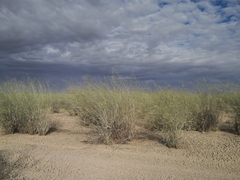 Eragrostis australasica