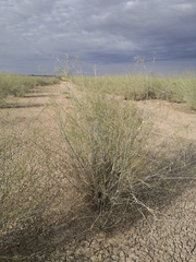 Eragrostis australasica