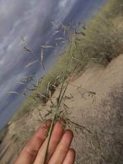 Eragrostis australasica