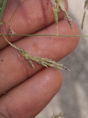 Eragrostis australasica