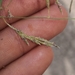 Eragrostis australasica - Photo (c) Nick Lambert, μερικά δικαιώματα διατηρούνται (CC BY-NC-SA), uploaded by Nick Lambert