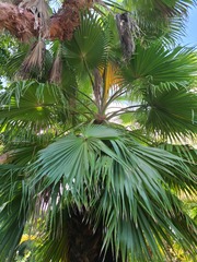 Washingtonia × filibusta