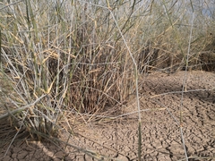 Eragrostis australasica