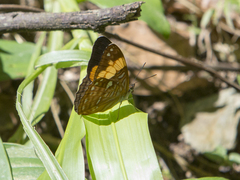 Adelpha irmina