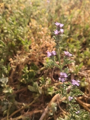 Verbena supina
