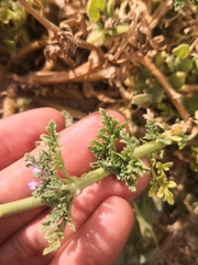 Verbena supina