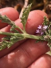 Verbena supina