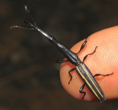 Brentus guatemalenus