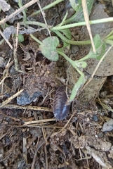 Porcellio laevis