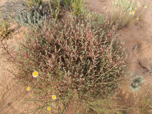 Sclerolaena intricata, 2020-09-17