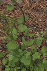 Ageratina prunellifolia