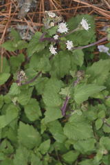 Ageratina prunellifolia