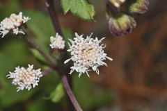 Ageratina prunellifolia