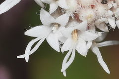 Ageratina prunellifolia