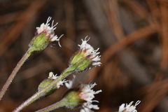 Ageratina prunellifolia