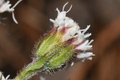 Ageratina prunellifolia