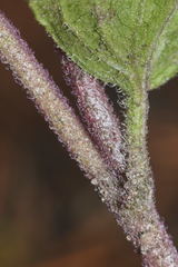 Ageratina prunellifolia