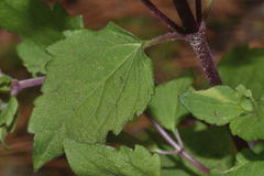 Ageratina prunellifolia