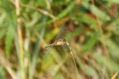 Celithemis martha