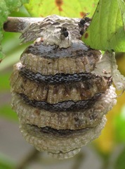 Pseudopolybia compressa