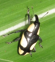 Peridinetus cretaceus