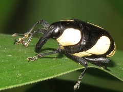 Image of Peridinetus cretaceus
