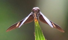 Zenithoptera fasciata